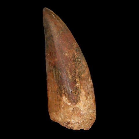 2.8" Carcharodontosaurus Fossil Tooth Cretaceous Theropod Dinosaur Stand, COA - Fossil Age Minerals