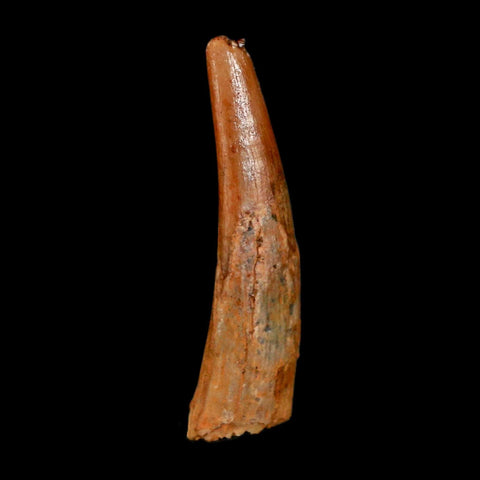 1" Pterosaur Coloborhynchus Fossil Tooth Upper Cretaceous Morocco COA & Display - Fossil Age Minerals