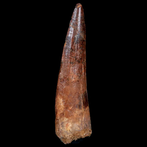 2.9" Spinosaurus Fossil Tooth 100 Mil Yrs Old Cretaceous Dinosaur COA & Stand - Fossil Age Minerals