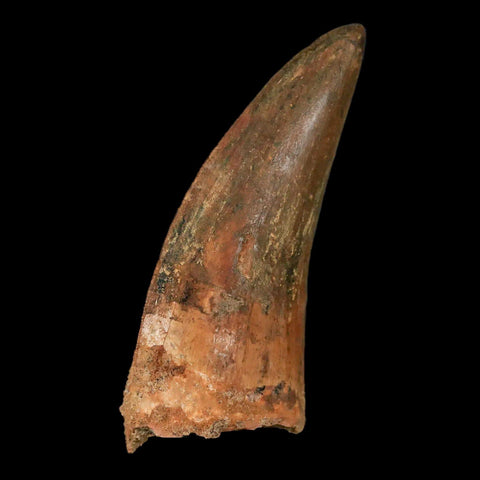 2.8" Carcharodontosaurus Fossil Tooth Cretaceous Theropod Dinosaur Stand, COA - Fossil Age Minerals