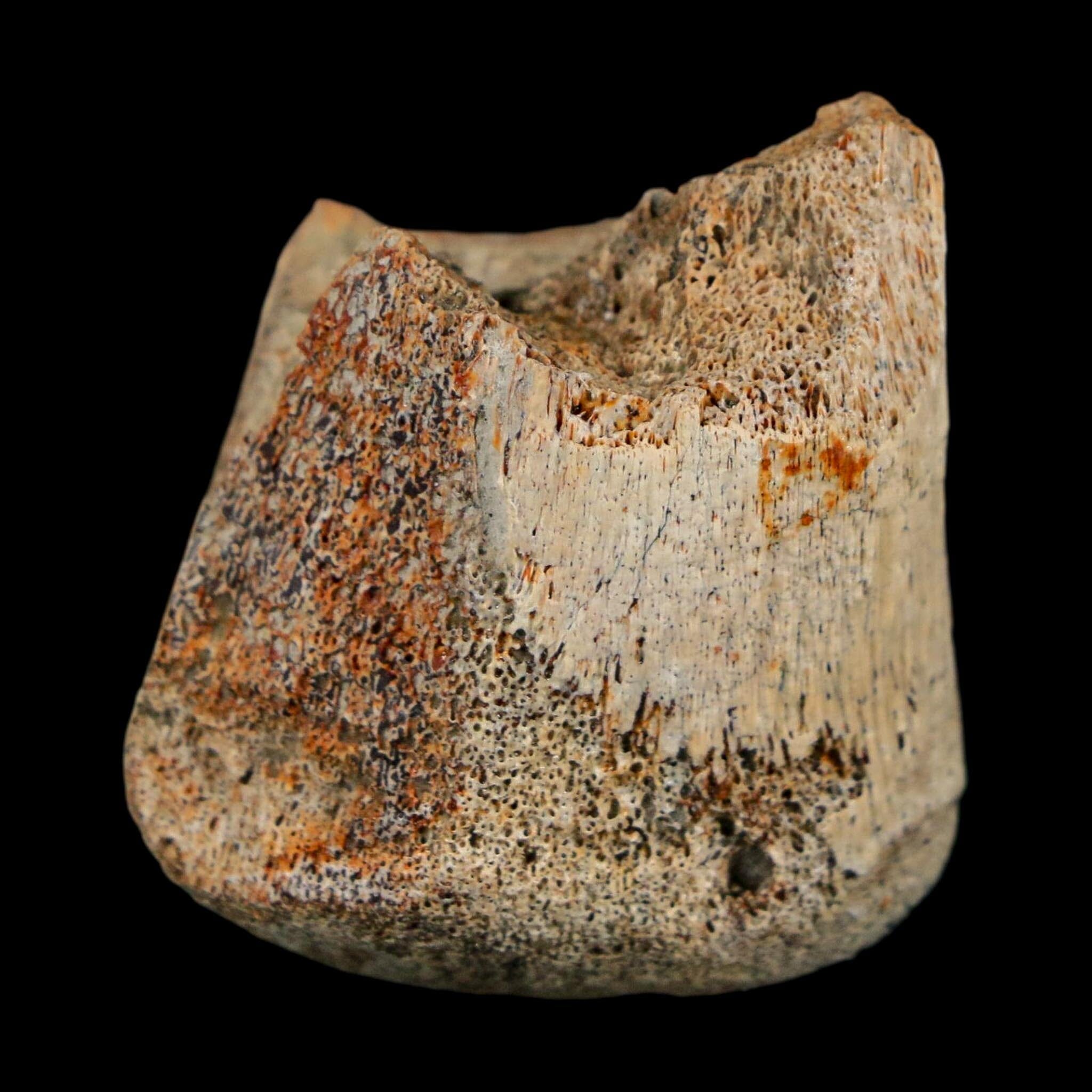 1.4" Corythosaurus Fossil Finger Bone Judith River FM Cretaceous Dinosaur MT