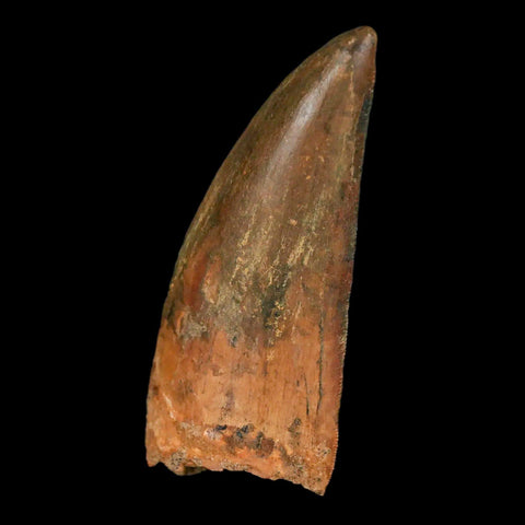 2.8" Carcharodontosaurus Fossil Tooth Cretaceous Theropod Dinosaur Stand, COA - Fossil Age Minerals