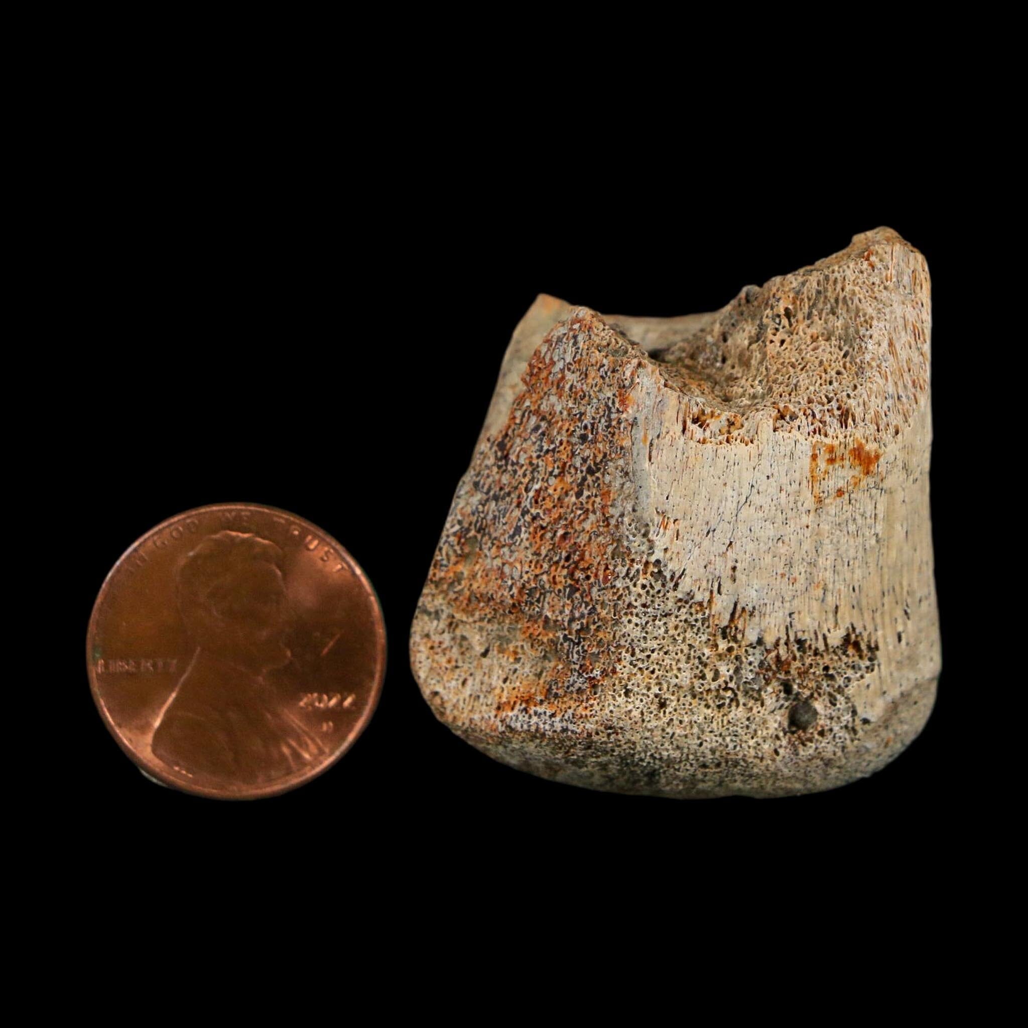 1.4" Corythosaurus Fossil Finger Bone Judith River FM Cretaceous Dinosaur MT