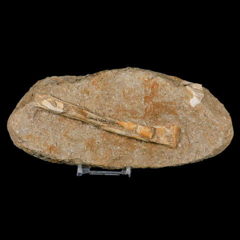 4.7" Pterosaur Tethydraco Regalis Fossil Bone Upper Cretaceous Morocco Stand COA - Fossil Age Minerals