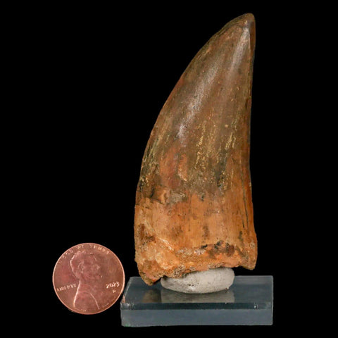 2.8" Carcharodontosaurus Fossil Tooth Cretaceous Theropod Dinosaur Stand, COA - Fossil Age Minerals