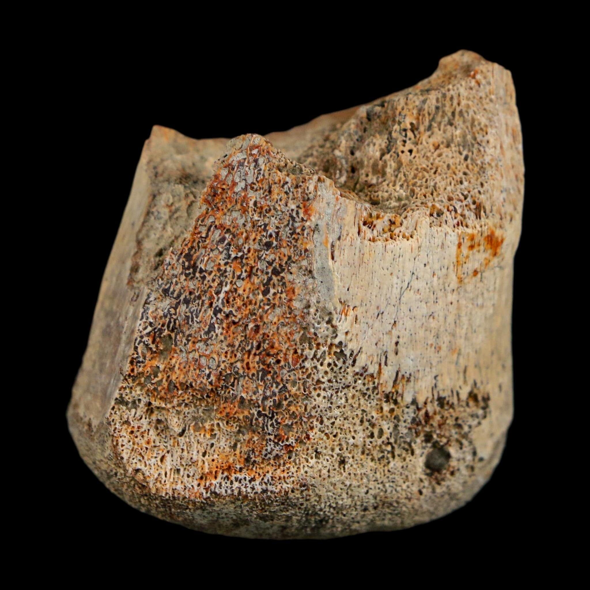 1.4" Corythosaurus Fossil Finger Bone Judith River FM Cretaceous Dinosaur MT