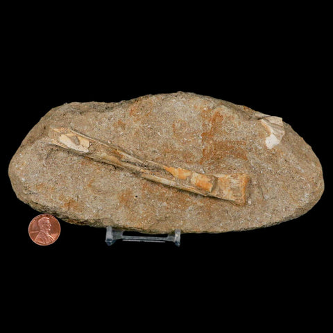 4.7" Pterosaur Tethydraco Regalis Fossil Bone Upper Cretaceous Morocco Stand COA - Fossil Age Minerals