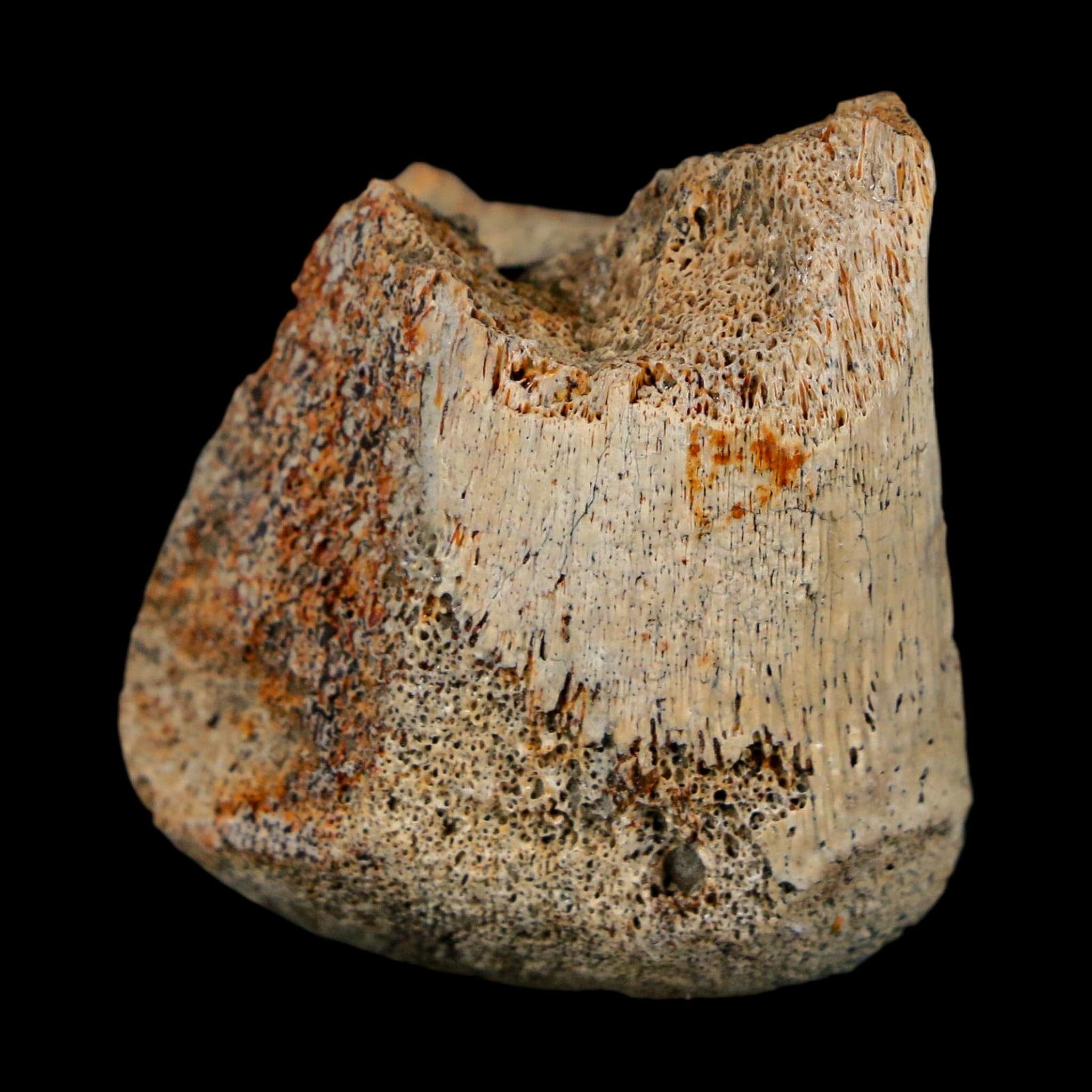 1.4" Corythosaurus Fossil Finger Bone Judith River FM Cretaceous Dinosaur MT