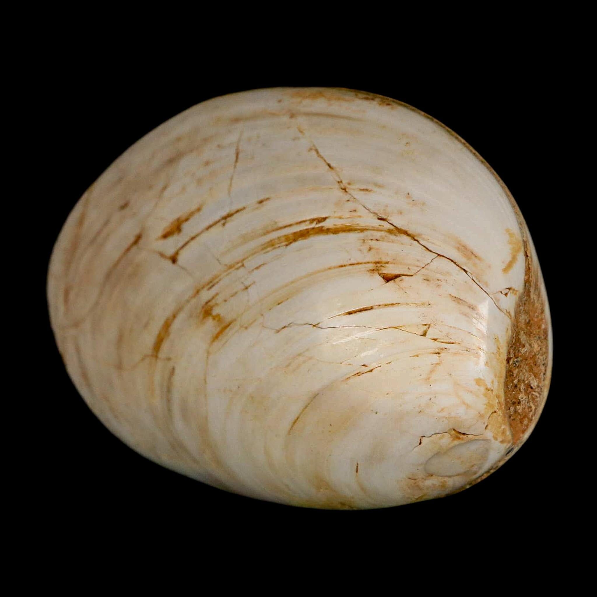 2.9" Clam Fossil Polished Jurassic Madagascar Bivalve Mollusk 150 Million Years Old - Fossil Age Minerals