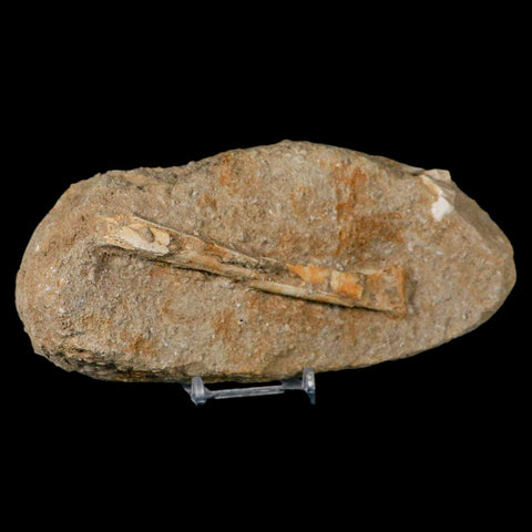 4.7" Pterosaur Tethydraco Regalis Fossil Bone Upper Cretaceous Morocco Stand COA - Fossil Age Minerals
