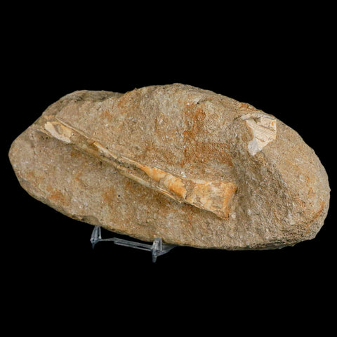 4.7" Pterosaur Tethydraco Regalis Fossil Bone Upper Cretaceous Morocco Stand COA - Fossil Age Minerals