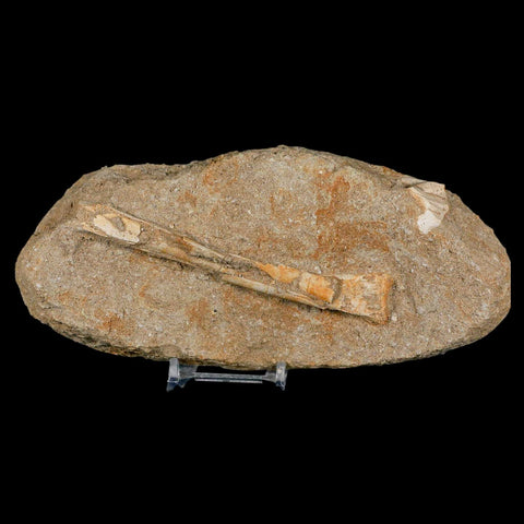 4.7" Pterosaur Tethydraco Regalis Fossil Bone Upper Cretaceous Morocco Stand COA - Fossil Age Minerals