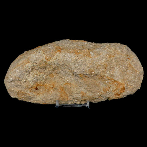 4.7" Pterosaur Tethydraco Regalis Fossil Bone Upper Cretaceous Morocco Stand COA - Fossil Age Minerals