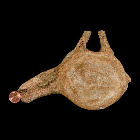 XL 7" Plesiosaur Fossil Vertebrae Cretaceous Dinosaur Era Morocco Zarafasaura COA - Fossil Age Minerals