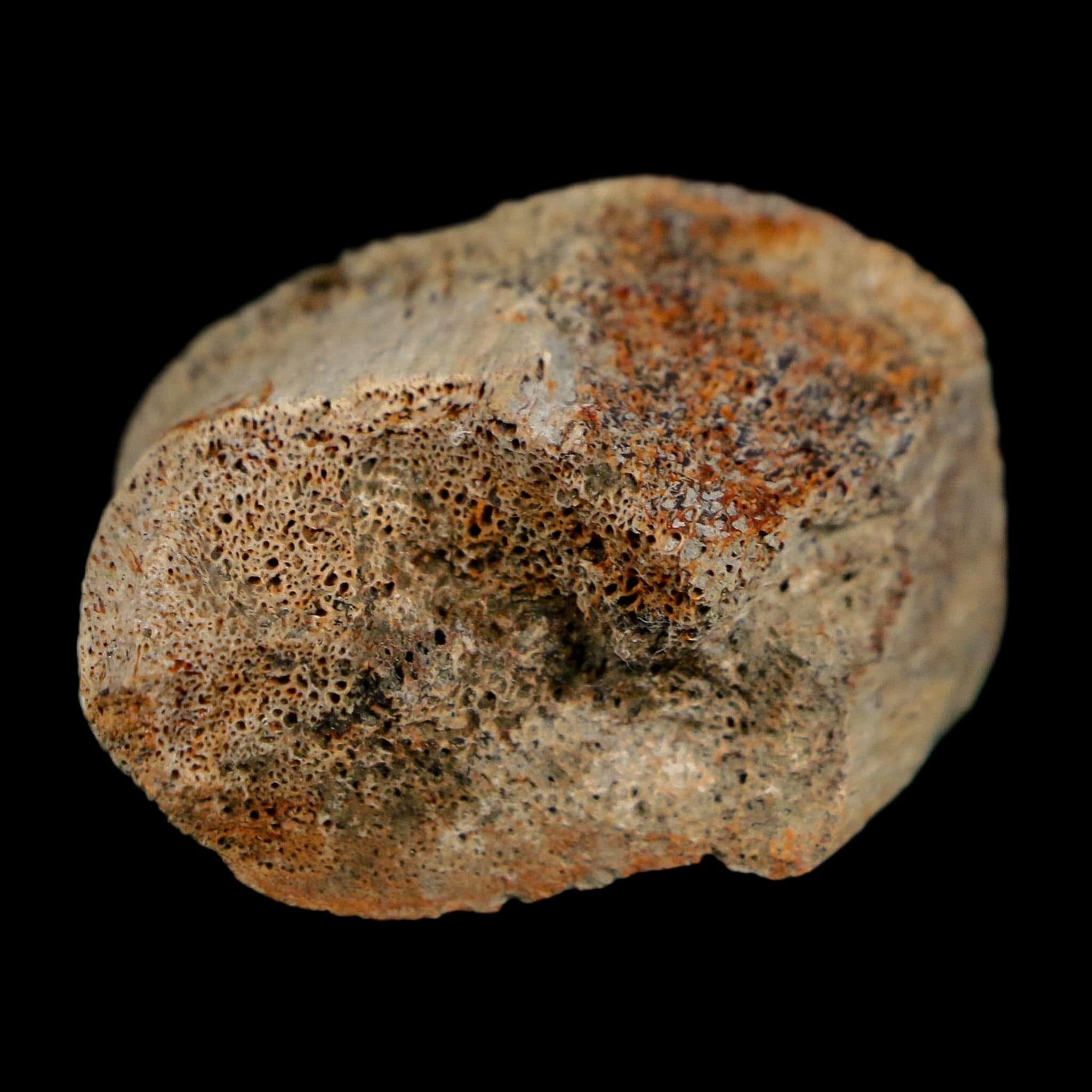 1.4" Corythosaurus Fossil Finger Bone Judith River FM Cretaceous Dinosaur MT