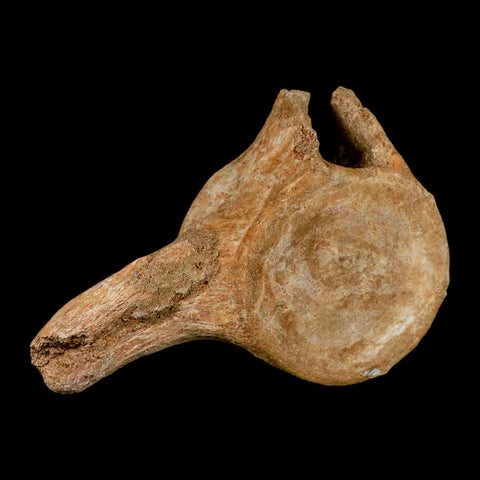 XL 7" Plesiosaur Fossil Vertebrae Cretaceous Dinosaur Era Morocco Zarafasaura COA - Fossil Age Minerals