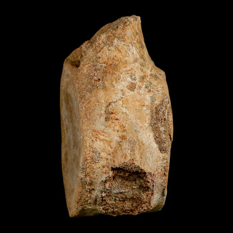 XL 7" Plesiosaur Fossil Vertebrae Cretaceous Dinosaur Era Morocco Zarafasaura COA - Fossil Age Minerals