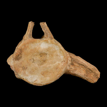 XL 7" Plesiosaur Fossil Vertebrae Cretaceous Dinosaur Era Morocco Zarafasaura COA