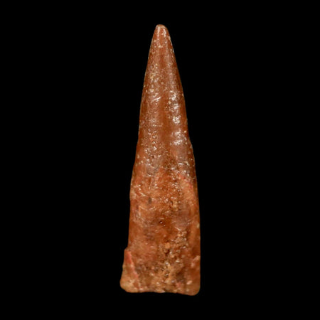 0.7" Pterosaur Coloborhynchus Fossil Tooth Upper Cretaceous Morocco COA & Display