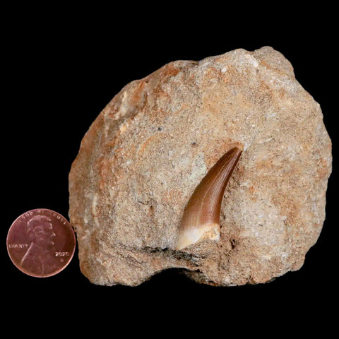1.2" Plesiosaur Zarafasaura Tooth Fossil In Matrix Cretaceous Dinosaur Era COA - Fossil Age Minerals