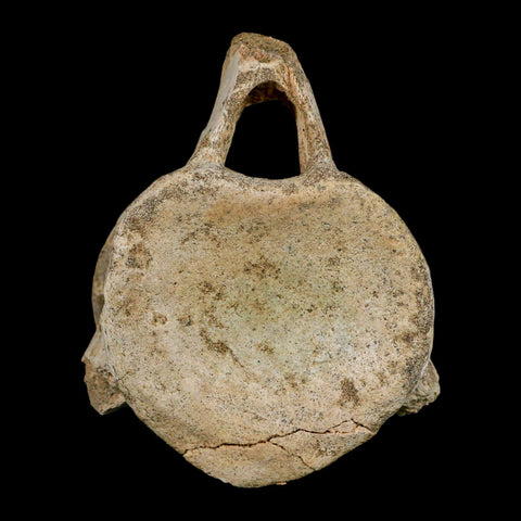 XL 4.4" Plesiosaur Fossil Vertebrae Cretaceous Dinosaur Era Morocco Zarafasaura COA - Fossil Age Minerals