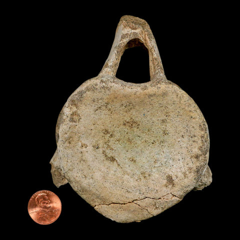 XL 4.4" Plesiosaur Fossil Vertebrae Cretaceous Dinosaur Era Morocco Zarafasaura COA - Fossil Age Minerals