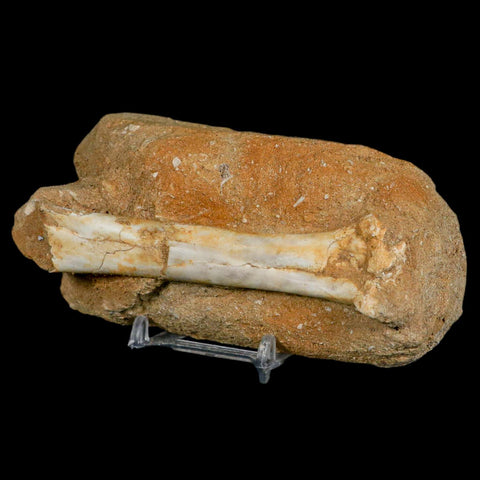 4.4" Pterosaur Tethydraco Regalis Fossil Bone Upper Cretaceous Morocco Stand COA - Fossil Age Minerals