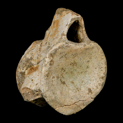 XL 4.4" Plesiosaur Fossil Vertebrae Cretaceous Dinosaur Era Morocco Zarafasaura COA - Fossil Age Minerals