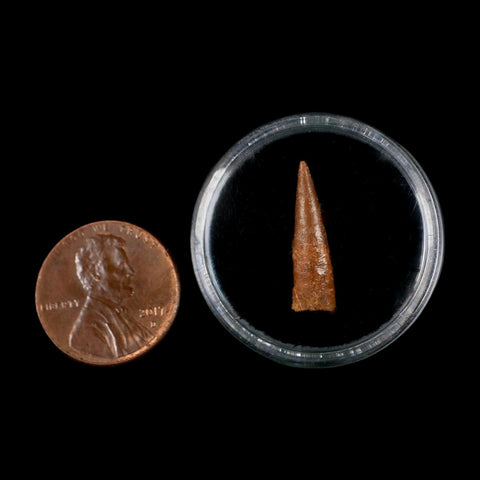 0.7" Pterosaur Coloborhynchus Fossil Tooth Upper Cretaceous Morocco COA & Display - Fossil Age Minerals