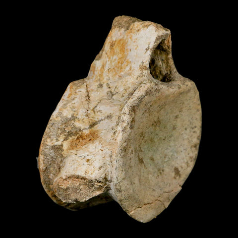 XL 4.4" Plesiosaur Fossil Vertebrae Cretaceous Dinosaur Era Morocco Zarafasaura COA - Fossil Age Minerals