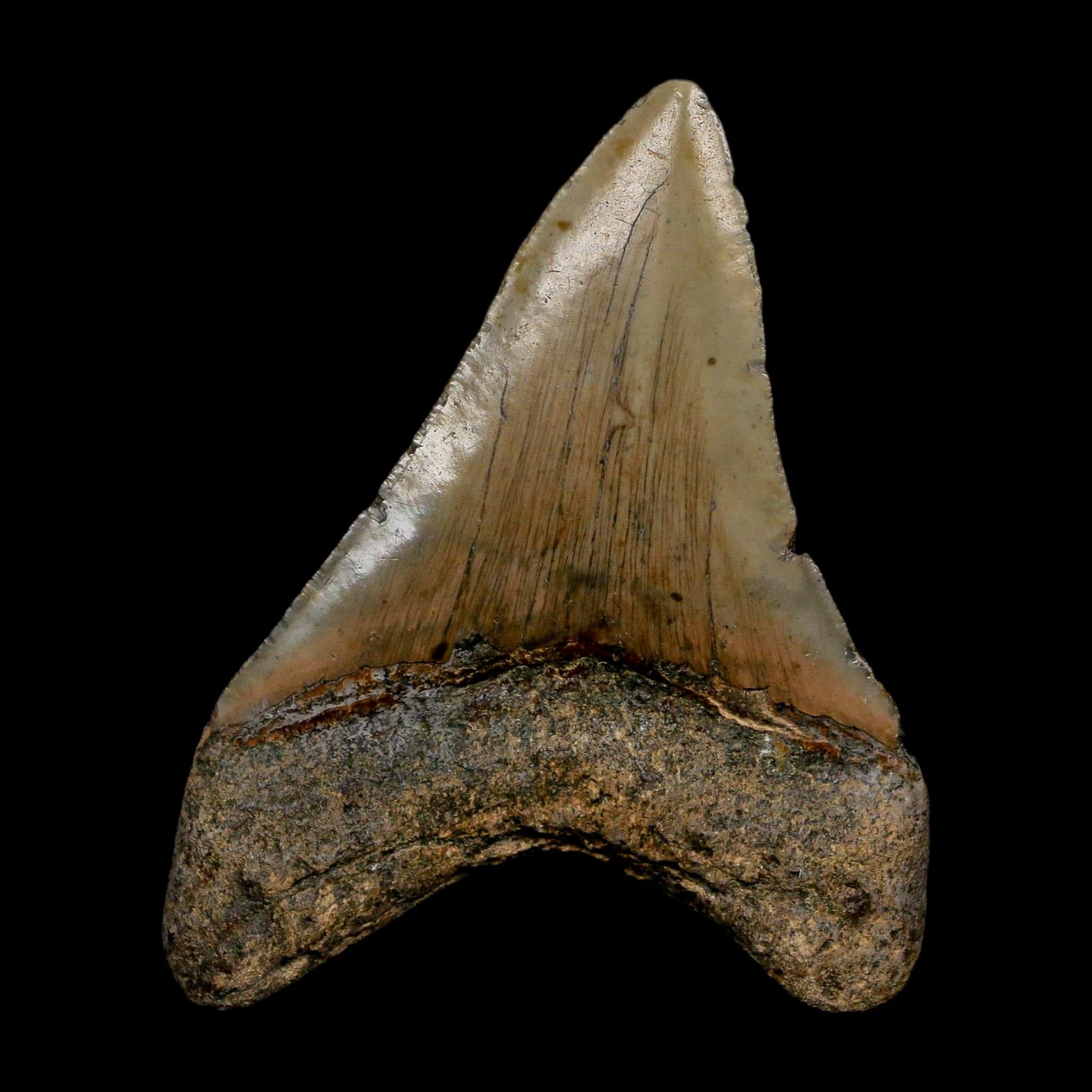 XL 3.7" Quality Megalodon Shark Tooth Serrated Fossil Natural Miocene Age COA - Fossil Age Minerals