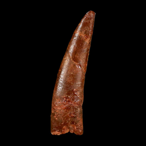 1.3" Pterosaur Coloborhynchus Fossil Tooth Upper Cretaceous Morocco COA & Display - Fossil Age Minerals