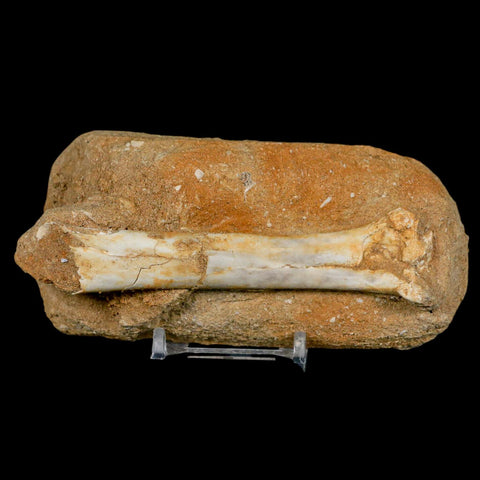 4.4" Pterosaur Tethydraco Regalis Fossil Bone Upper Cretaceous Morocco Stand COA - Fossil Age Minerals
