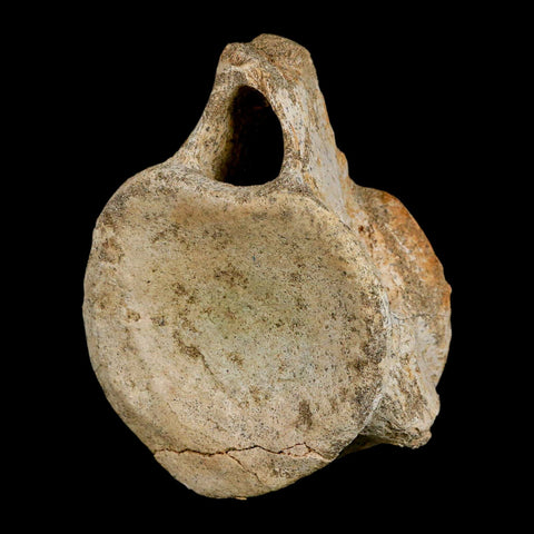 XL 4.4" Plesiosaur Fossil Vertebrae Cretaceous Dinosaur Era Morocco Zarafasaura COA - Fossil Age Minerals