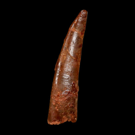 1.3" Pterosaur Coloborhynchus Fossil Tooth Upper Cretaceous Morocco COA & Display