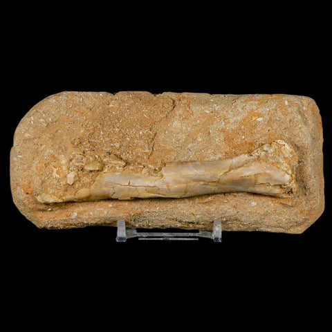 4.2" Pterosaur Tethydraco Regalis Fossil Bone Upper Cretaceous Morocco Stand COA - Fossil Age Minerals