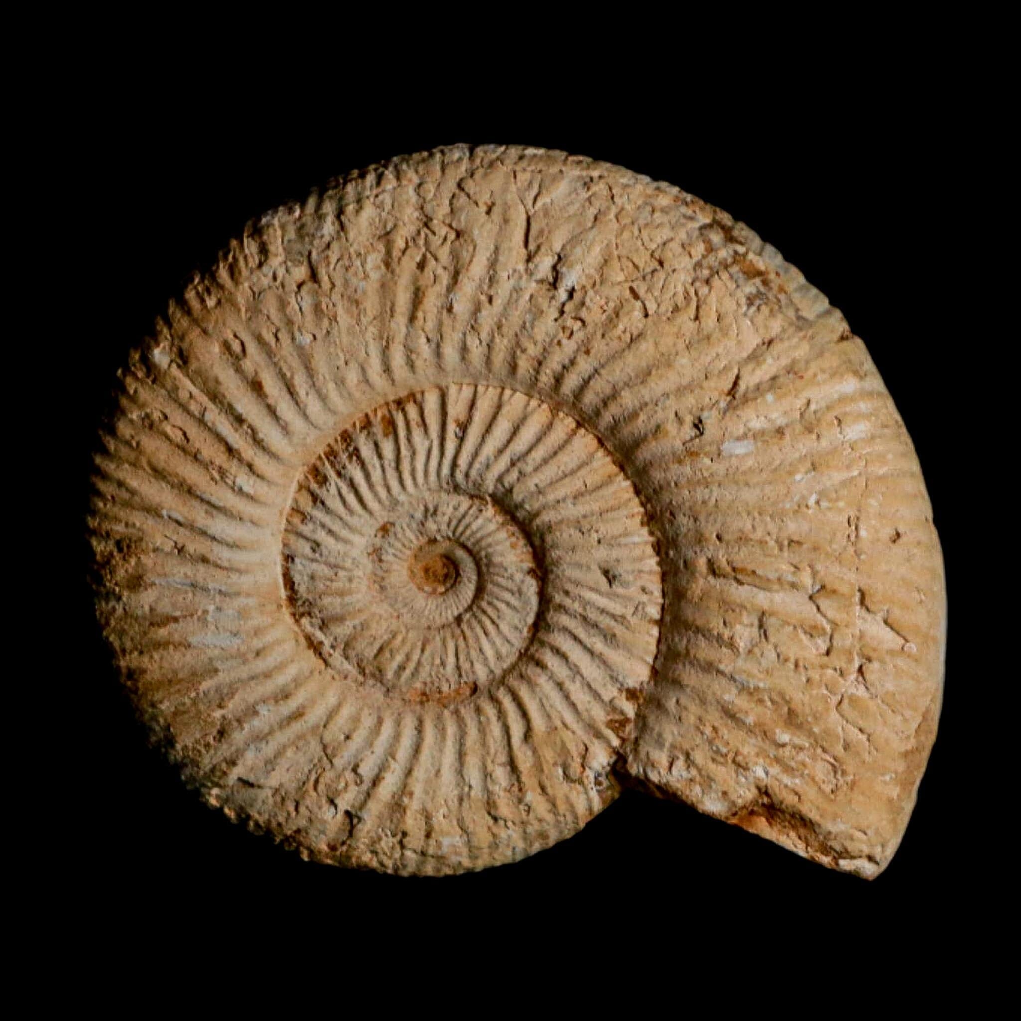 87MM Perisphinctes Ammonite Fossil Nautilus Madagascar Jurassic Age COA - Fossil Age Minerals