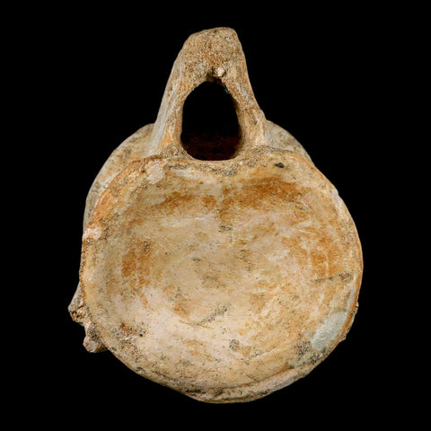 XL 4.4" Plesiosaur Fossil Vertebrae Cretaceous Dinosaur Era Morocco Zarafasaura COA - Fossil Age Minerals