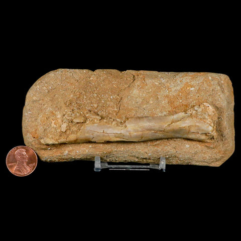 4.2" Pterosaur Tethydraco Regalis Fossil Bone Upper Cretaceous Morocco Stand COA - Fossil Age Minerals