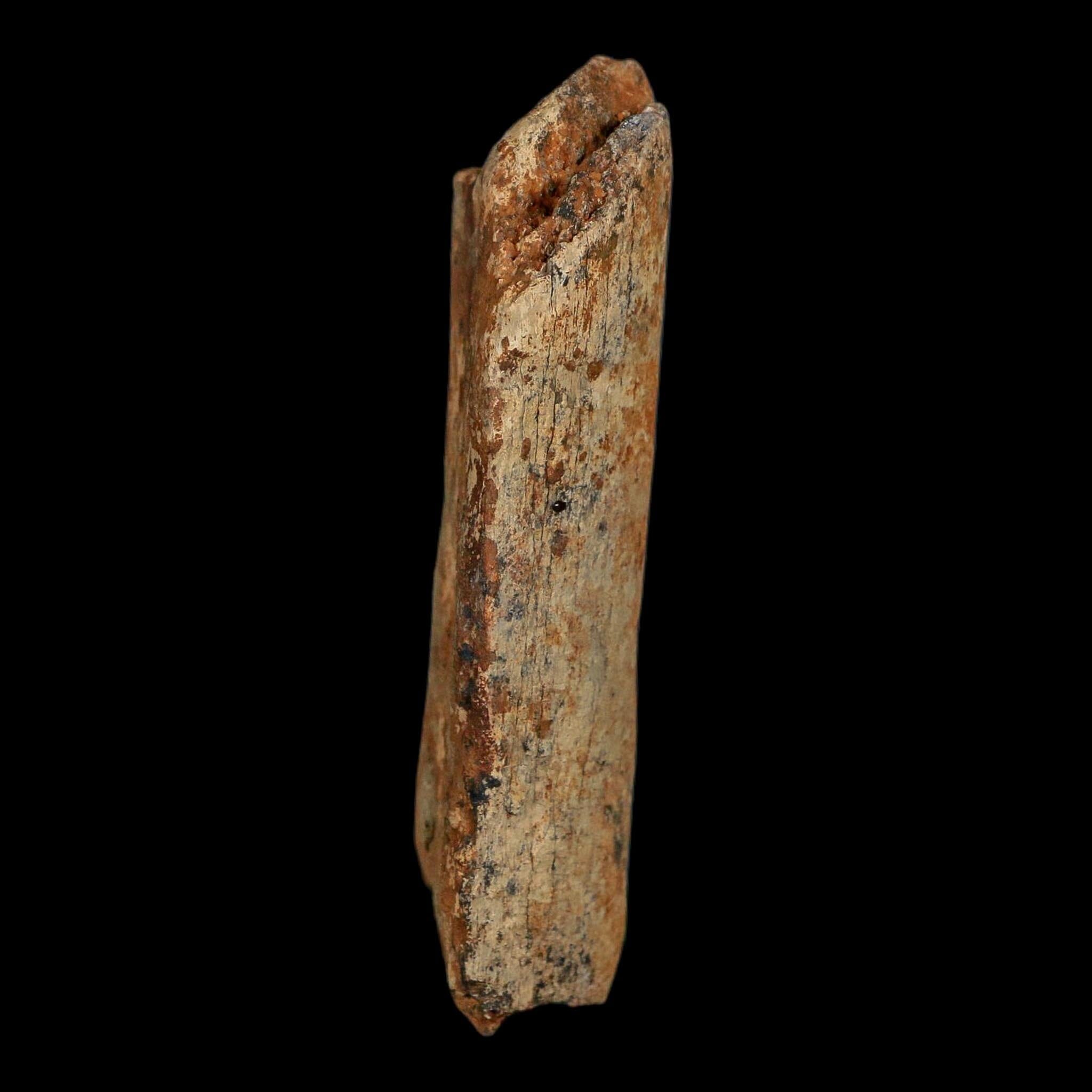 3.1" Corythosaurus Fossil Rib Bone Judith River FM Cretaceous Dinosaur Montana COA