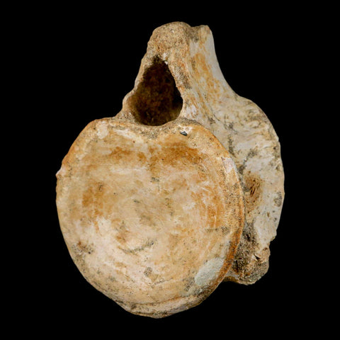 XL 4.4" Plesiosaur Fossil Vertebrae Cretaceous Dinosaur Era Morocco Zarafasaura COA - Fossil Age Minerals