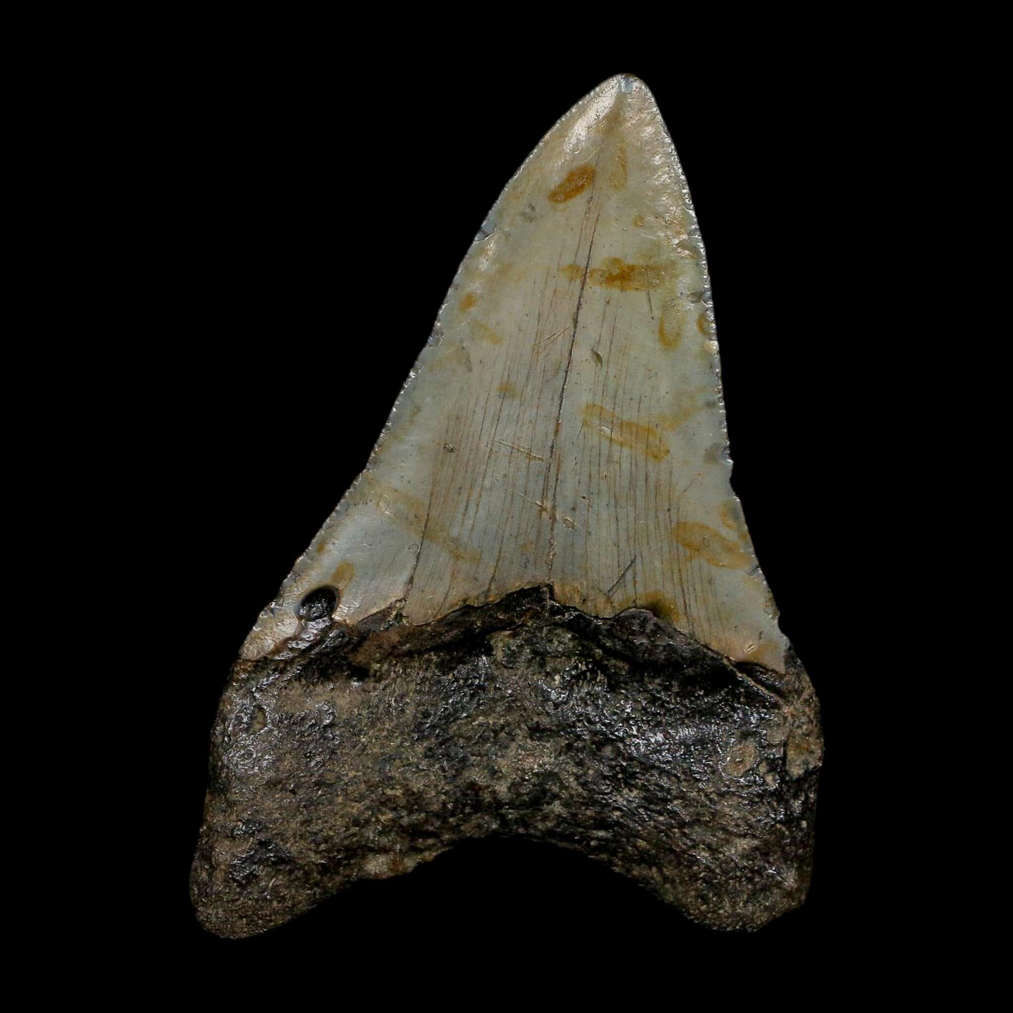 3.3" Quality Megalodon Shark Tooth Serrated Fossil Natural Miocene Age COA - Fossil Age Minerals