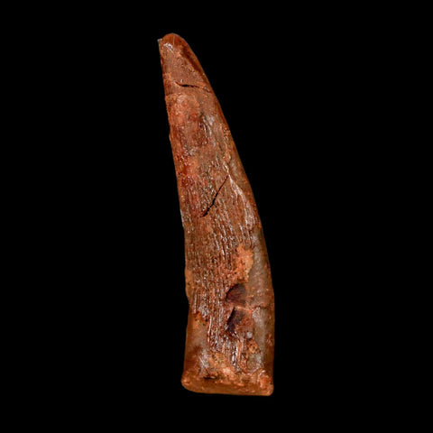 1.3" Pterosaur Coloborhynchus Fossil Tooth Upper Cretaceous Morocco COA & Display - Fossil Age Minerals