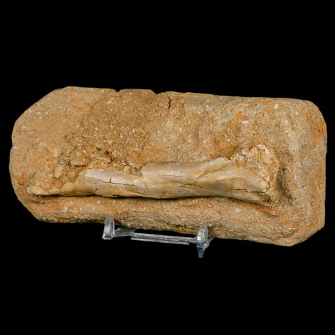 4.2" Pterosaur Tethydraco Regalis Fossil Bone Upper Cretaceous Morocco Stand COA - Fossil Age Minerals