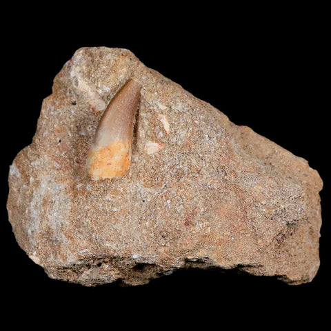 0.9" Plesiosaur Zarafasaura Tooth Fossil In Matrix Cretaceous Dinosaur Era COA - Fossil Age Minerals