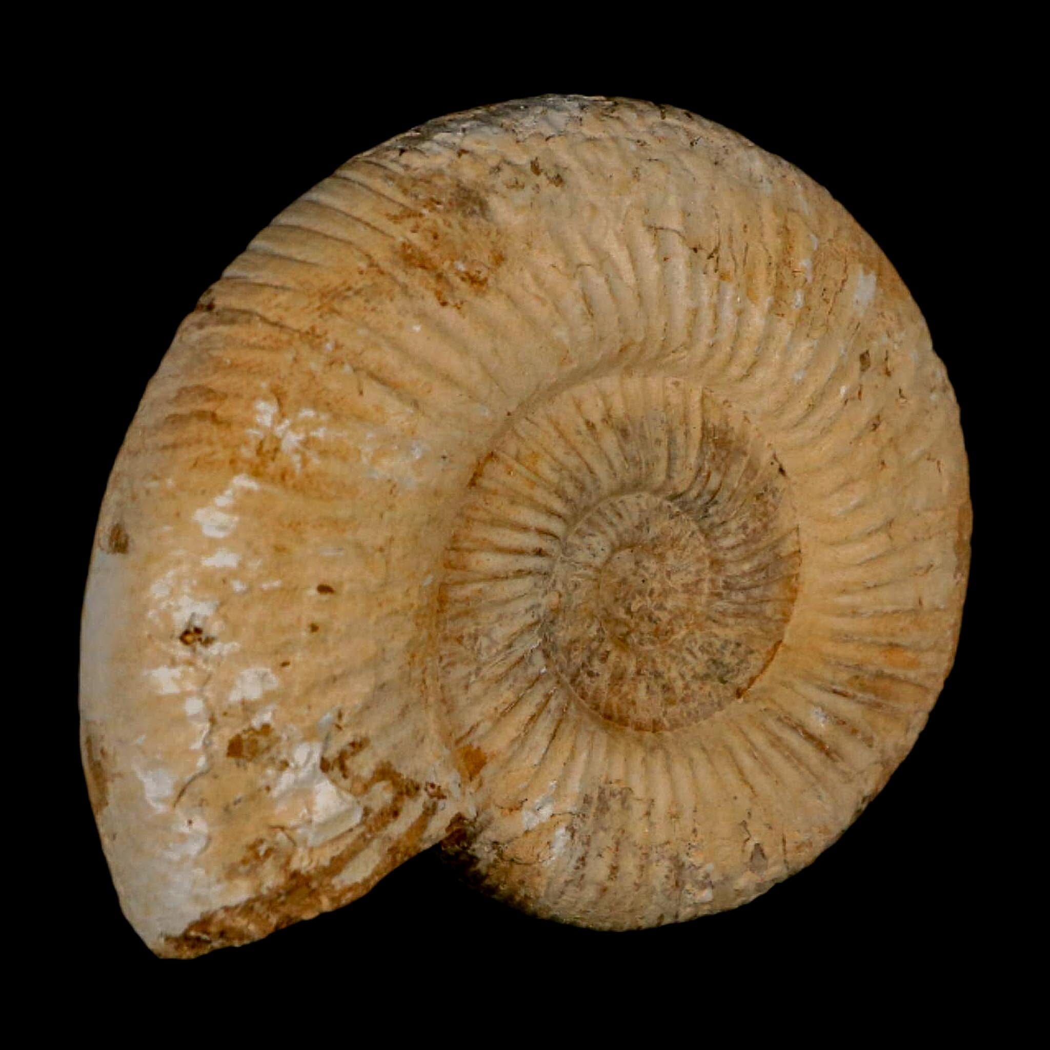 87MM Perisphinctes Ammonite Fossil Nautilus Madagascar Jurassic Age COA - Fossil Age Minerals