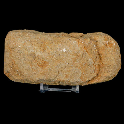 4.2" Pterosaur Tethydraco Regalis Fossil Bone Upper Cretaceous Morocco Stand COA - Fossil Age Minerals