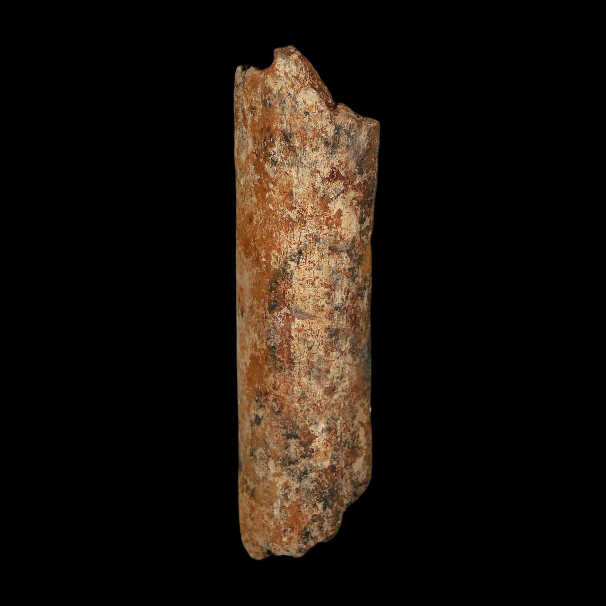 3.1" Corythosaurus Fossil Rib Bone Judith River FM Cretaceous Dinosaur Montana COA
