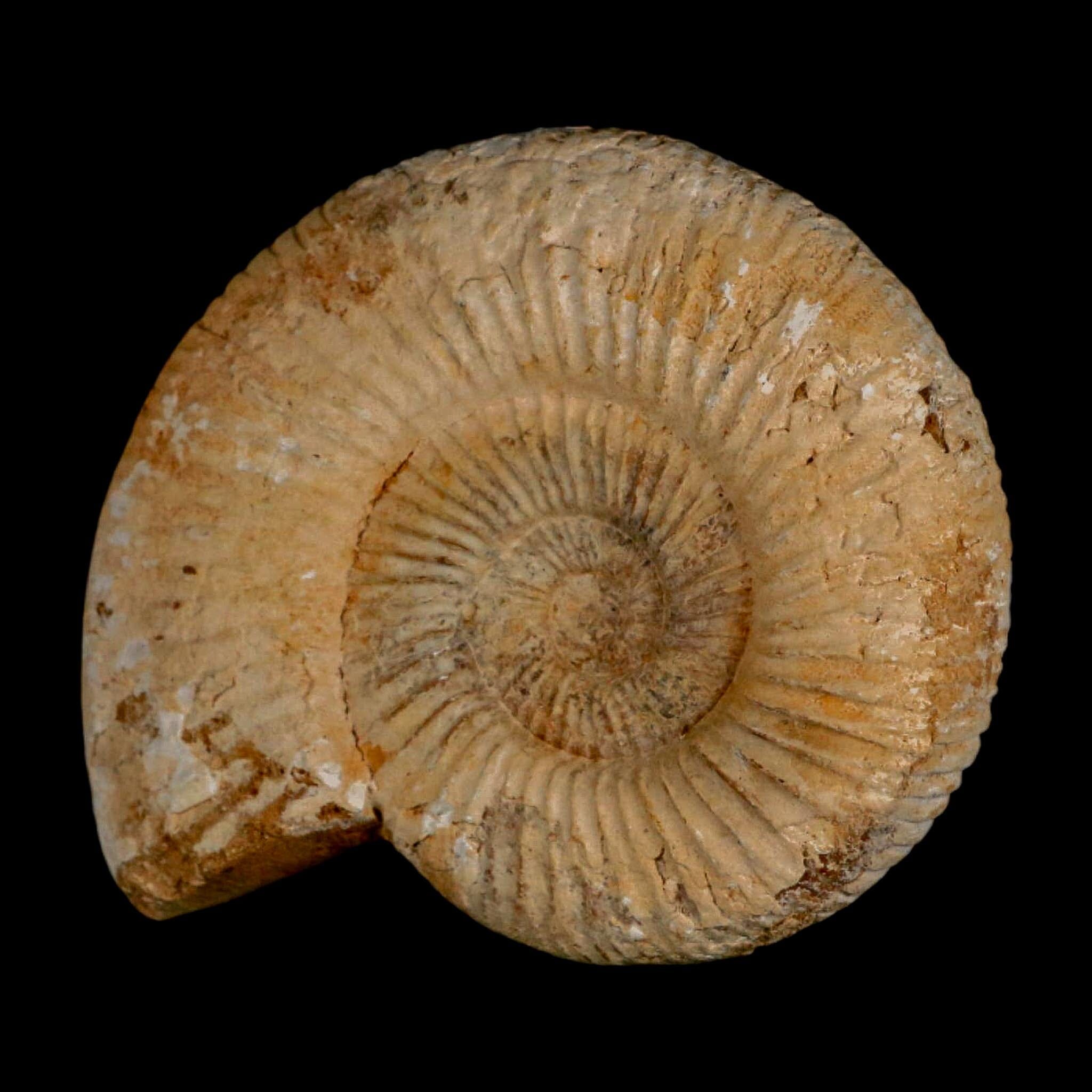 87MM Perisphinctes Ammonite Fossil Nautilus Madagascar Jurassic Age COA - Fossil Age Minerals