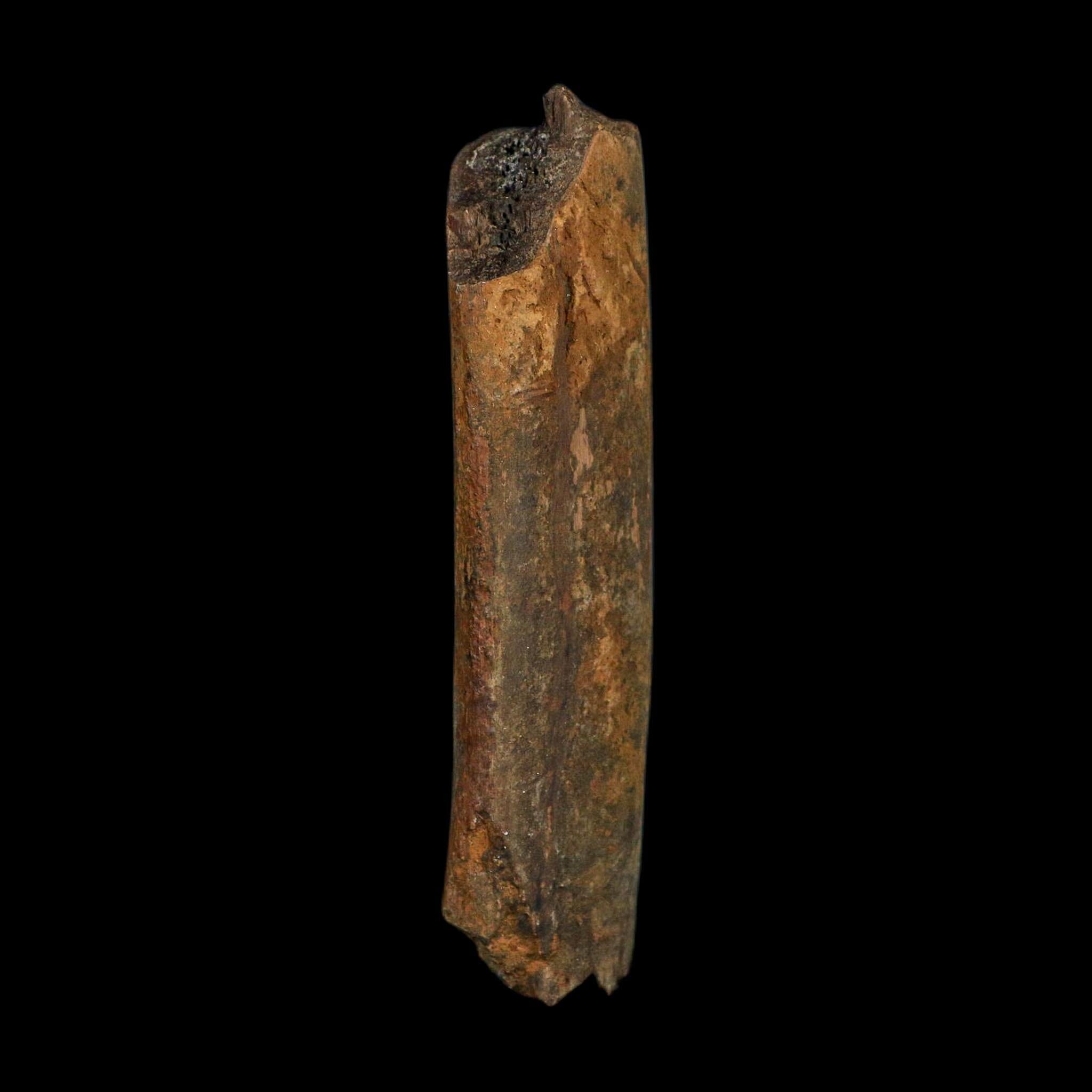 4.1" Corythosaurus Fossil Rib Bone Judith River FM Cretaceous Dinosaur Montana COA
